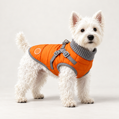 White terrier wearing a flame orange quilted dog puffer vest with a grey high neck and harness