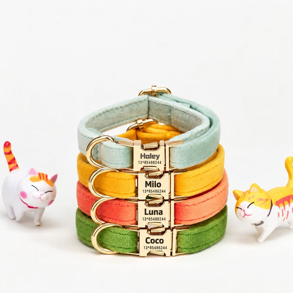 Personalised Collar - Bright four colour options