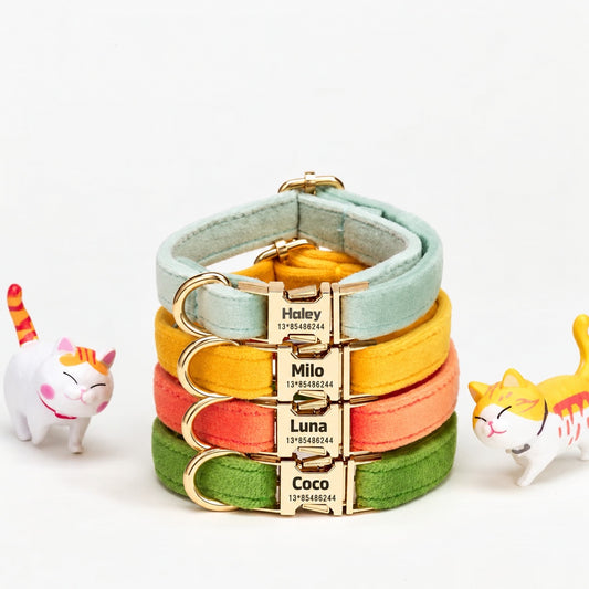 Personalised Collar - Bright four colour options