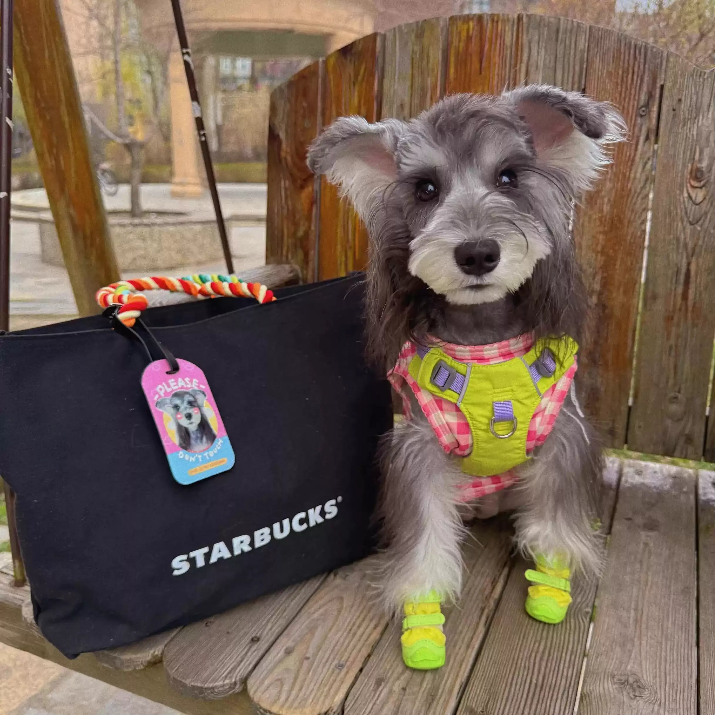Pawtique DIY