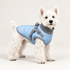 White terrier wearing a frost blue quilted dog puffer vest with a grey high neck and harness