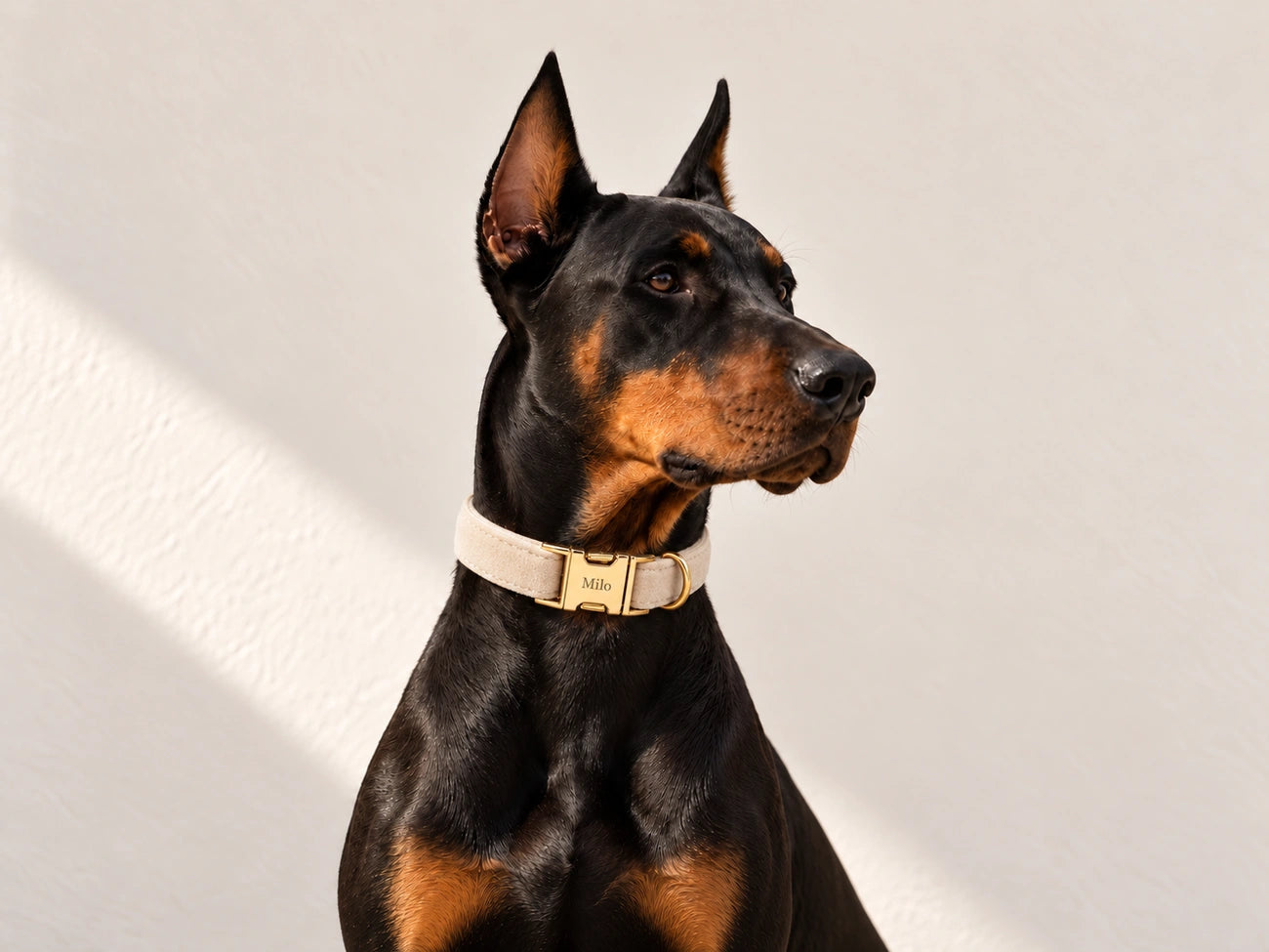 A black and tan Doberman wearing a cream velvet collar with a gold clasp engraved Milo